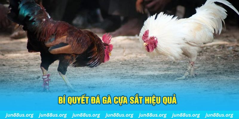 choang club đá gà cựa dao