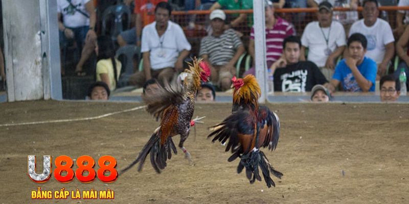 choang club đăng nhập mậu binh online