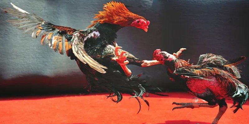 choang club BG Bắn cá