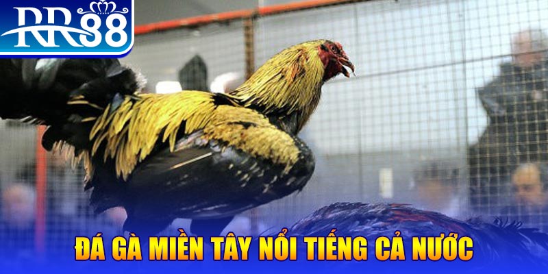 choang club gà chọi c1.com trực tiếp 888